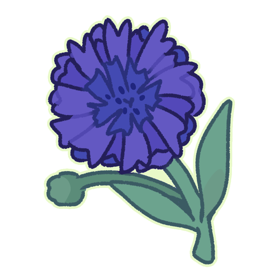 Cornflower